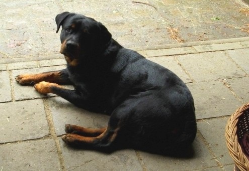Rottweiler mit Pestiziden im Biosphärenreservat vergiftet 5 Rottweiler Emma