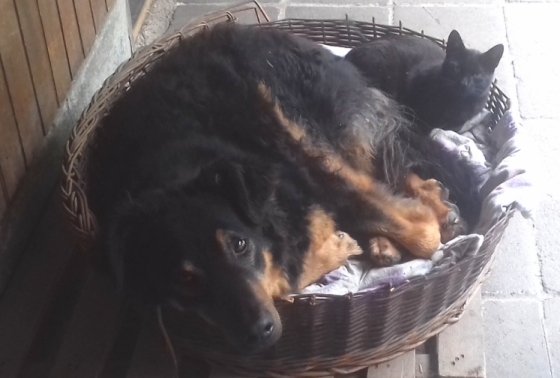 Hund und Katze - echter Tierschutz