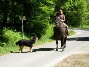 Jenni Starke auf ihrem Naturweg mit Pferd und Hund