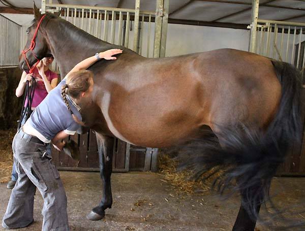 Jenni Starke bei der Dorntherapie am Pferd