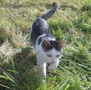 Junge Katze Kati, weiß mit getigertem Rücken und oberem Kopf mit weißem Gesicht
