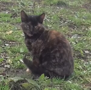 Junge Katze - echter Tierschutz