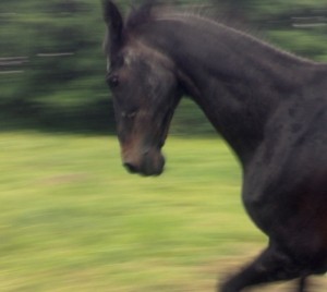 Jenni Starkes Lehrmeister - Pferd Fernet