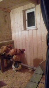 Voll ökologischer Innenausbau Winterhühnerstall der THP Starke