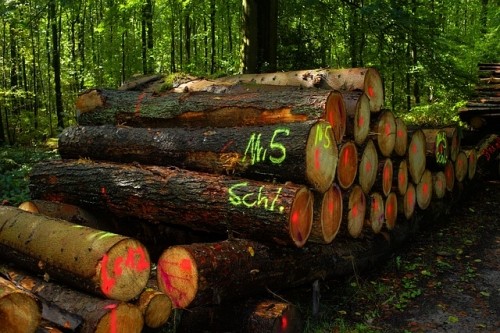 Holzpolter im Wald