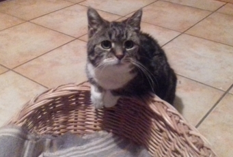 Kater - echter Tierschutz
