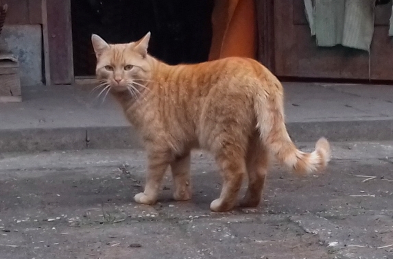 Dein 1-jähriger Seelenkater Tomke sucht Dich