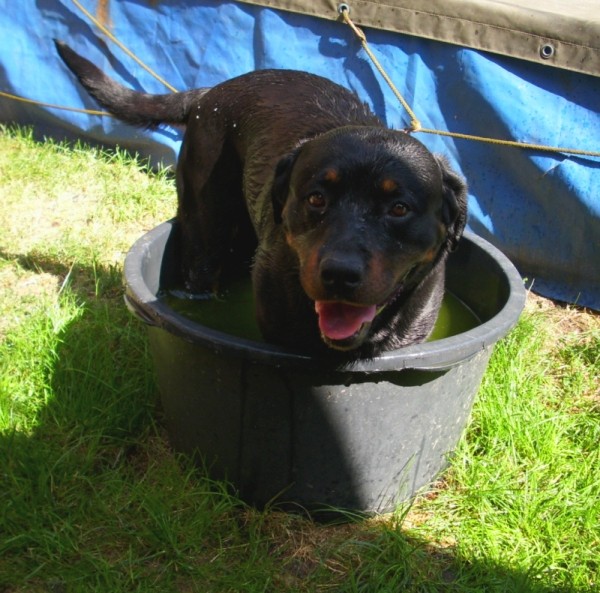 Wasserratte Emma im Tränkebottich